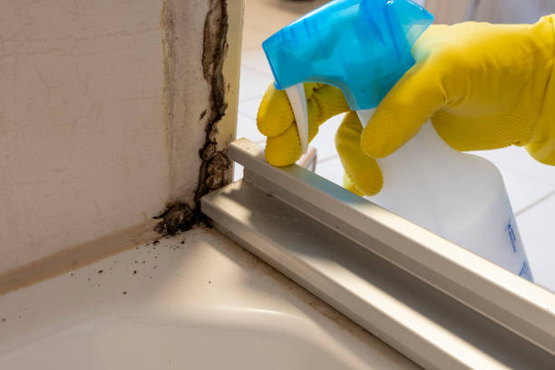 Attic Mold Removal in South Blooming Grove, NY