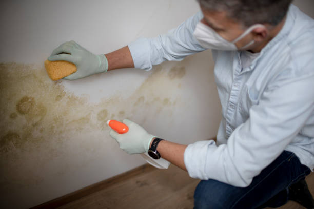 Mold Removal and Inspection in South Blooming Grove, NY