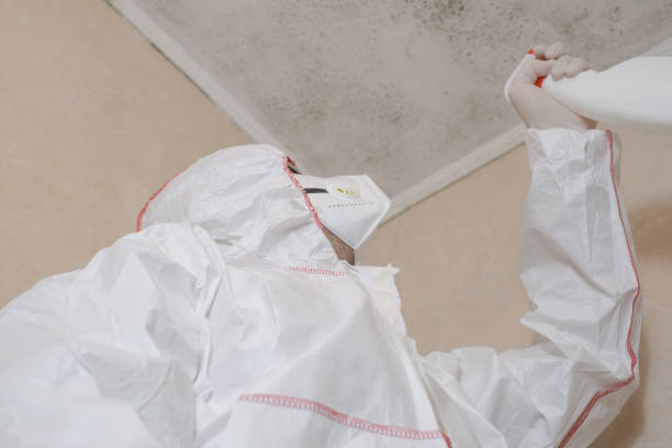 Certified Mold Removal in South Blooming Grove, NY