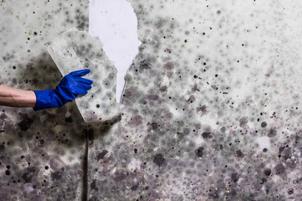 Best Affordable Mold Removal  in South Blooming Grove, NY