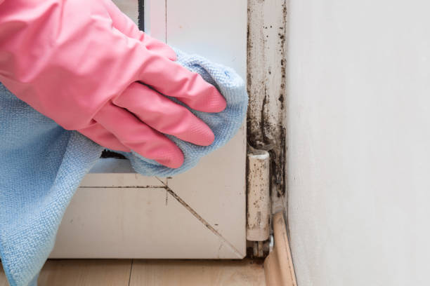 Best Professional Mold Removal  in South Blooming Grove, NY